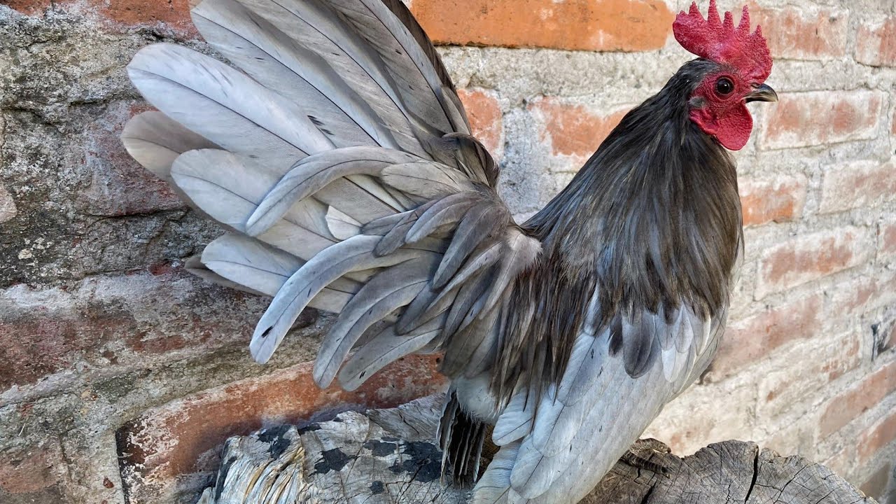 Vamos preparando a los pollos desde pequeños KIKIRIKIS
