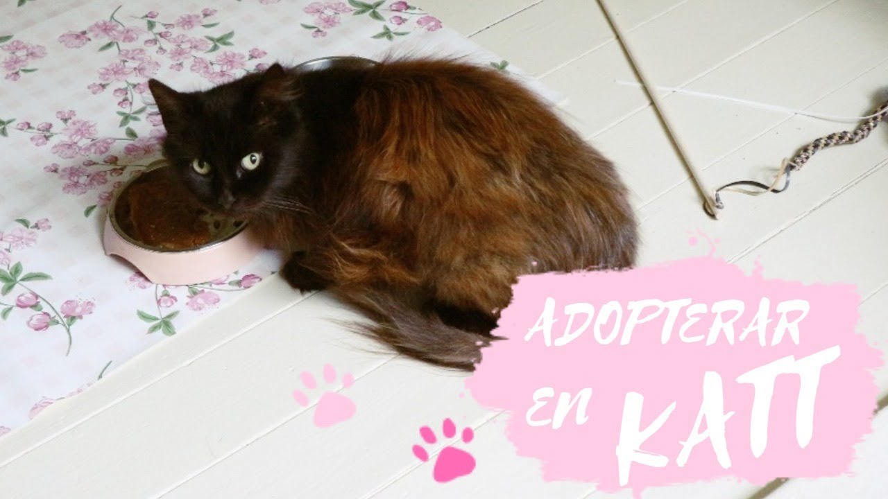 ADOPTERAR EN 8-ÅRiG SVART KATT