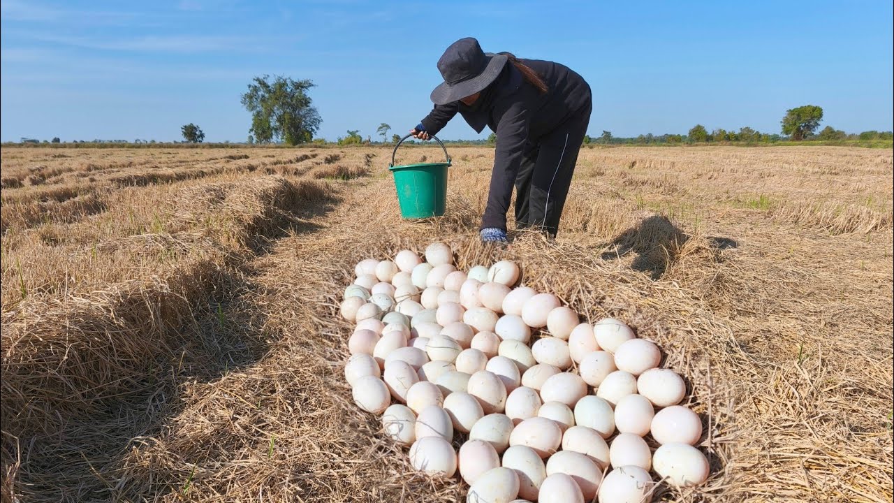 BEST skilled fisherman or a woman lays eggs in a rice field where they have already harvested a lot.