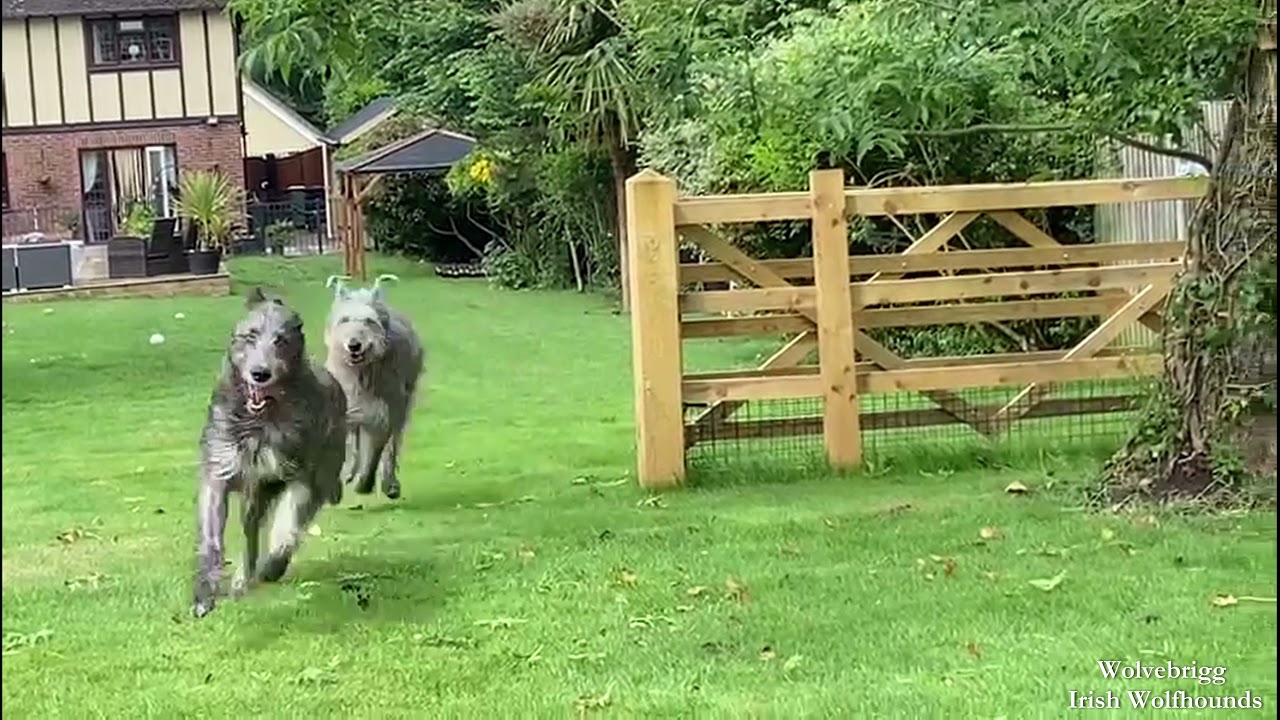 Duffy & Domhnall playing chase | Wolvebrigg Irish Wolfhounds