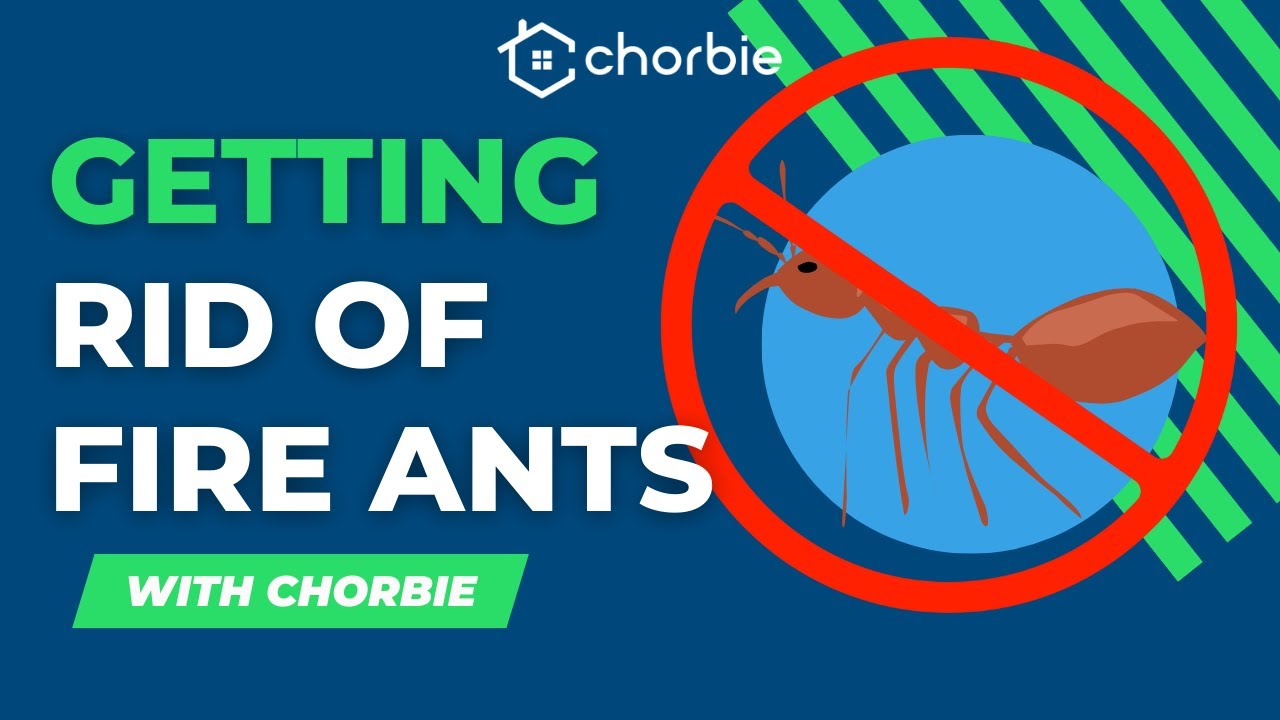 Mastering Fire Ant Control: A Chorbie Guide to a Pest-Free Lawn
