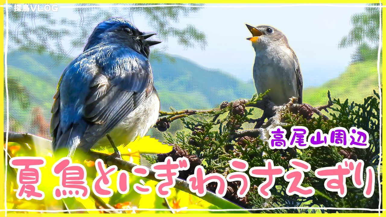 春の裏高尾散策～野鳥のさえずりが満ちる《野鳥撮影vlog》｜オオルリ、コサメビタキ、ヤマガラ