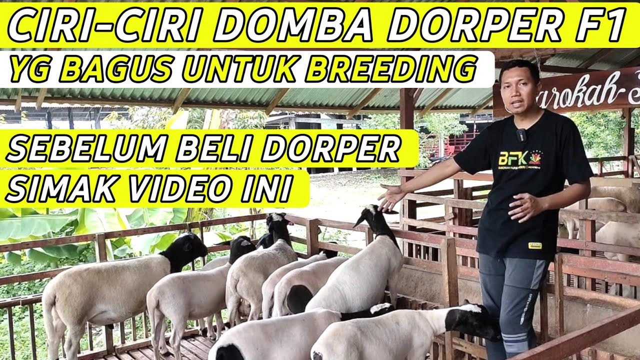 DOMBA DORPER F1 yang Bagus untuk Breeding ala Barokah Farm Kediri | Cara Ternak Ghaper