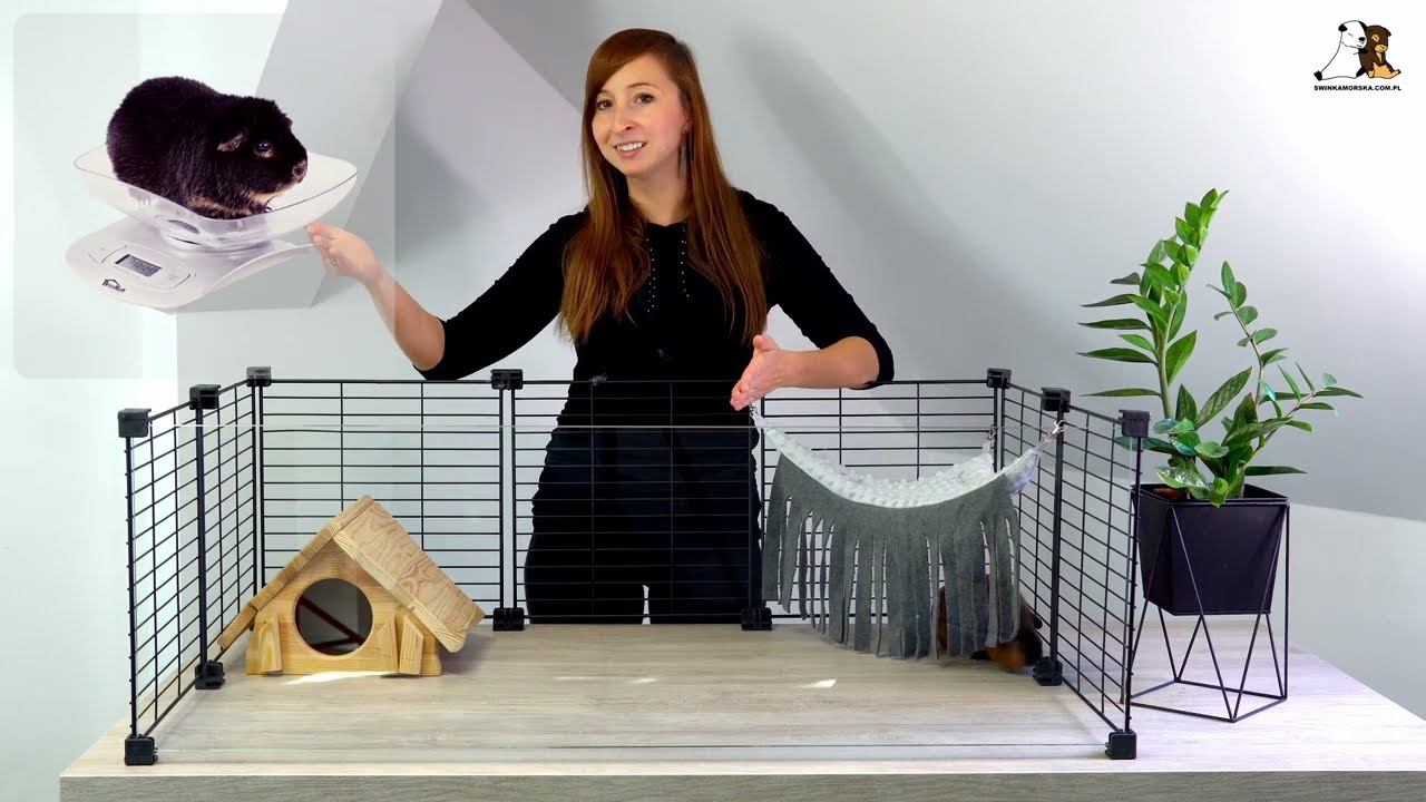 Świnka morska / kawia domowa - pierwsza pomoc i apteczka, którą każdy opiekun powinien mieć pod ręką