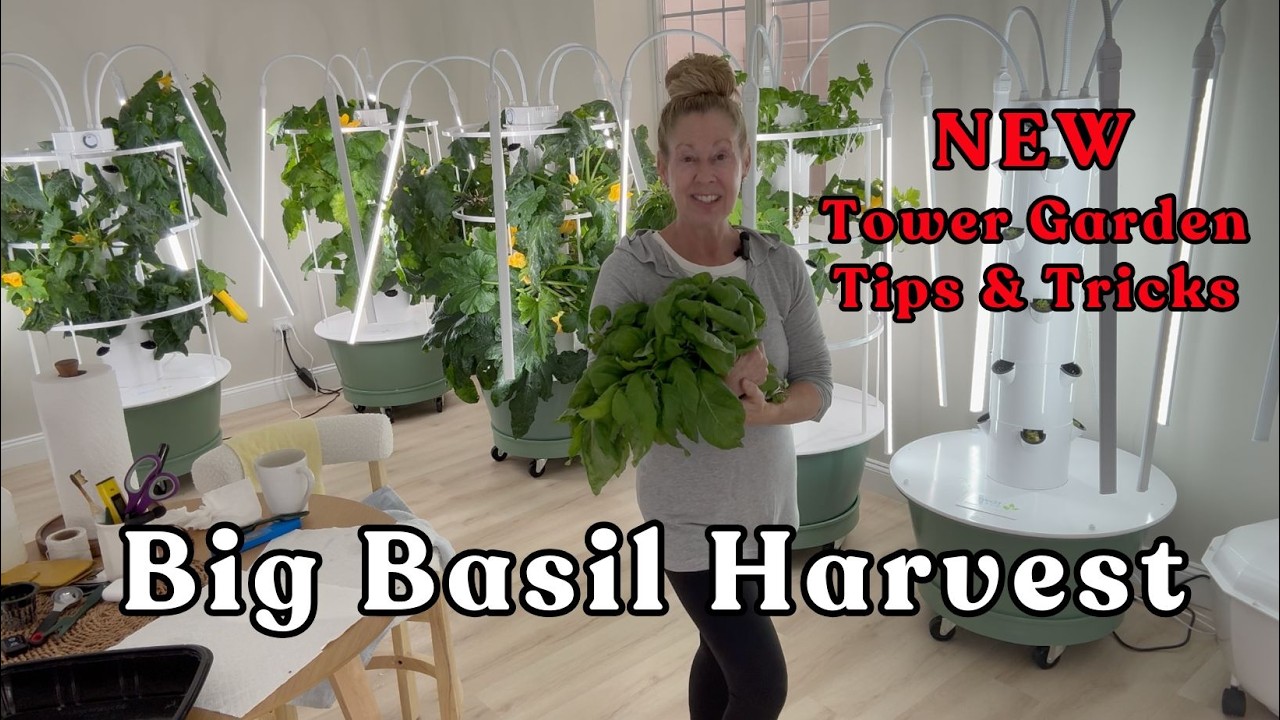 Big Basil Harvest. NEW #towergarden Tips & Tricks #hydroponicgardening #farming #garden #basil
