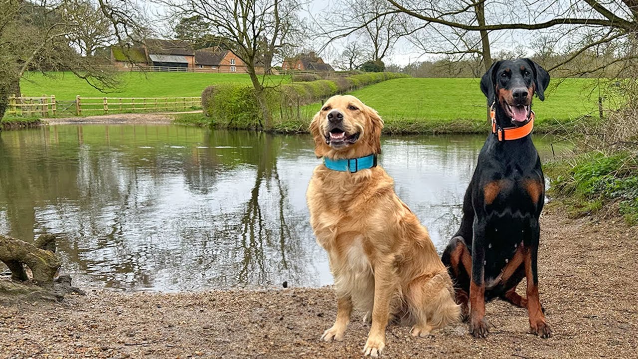 A Day in the Life of 2 Dogs