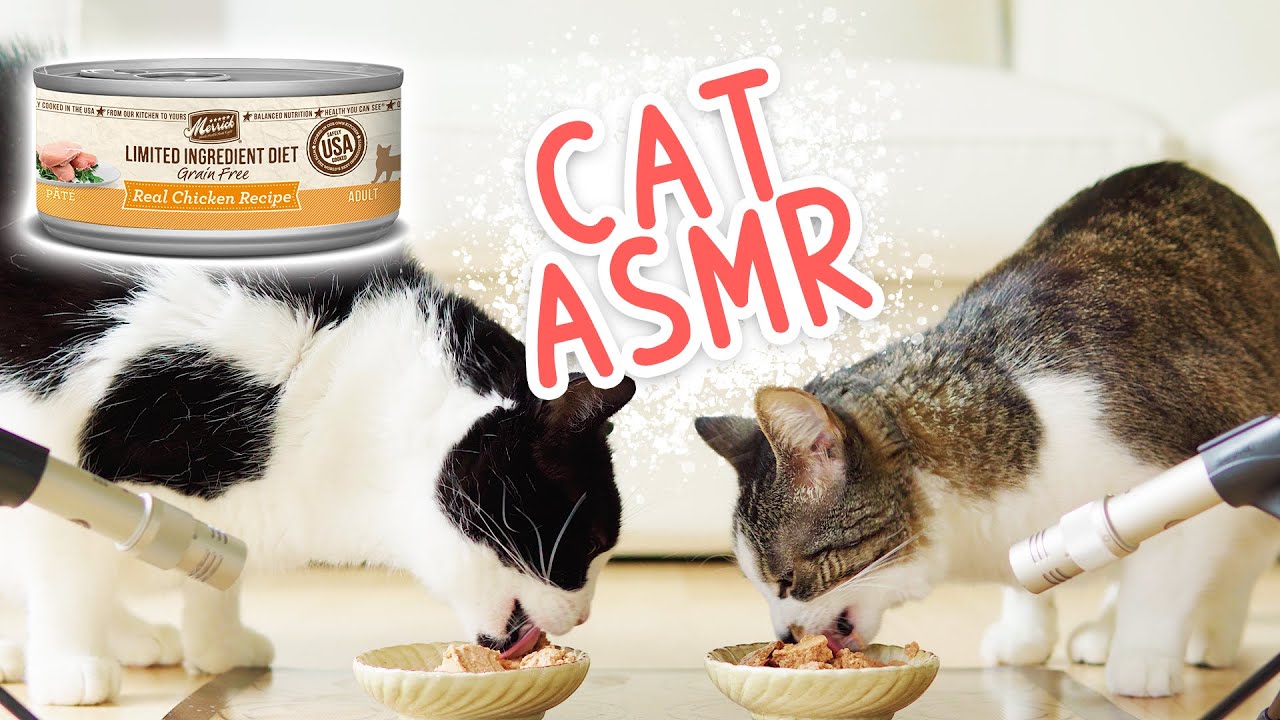🎧 ASMR Cats eat wet food | Merrick Limited Ingredient Diet Grain Free Real Chicken Recipe Pâté