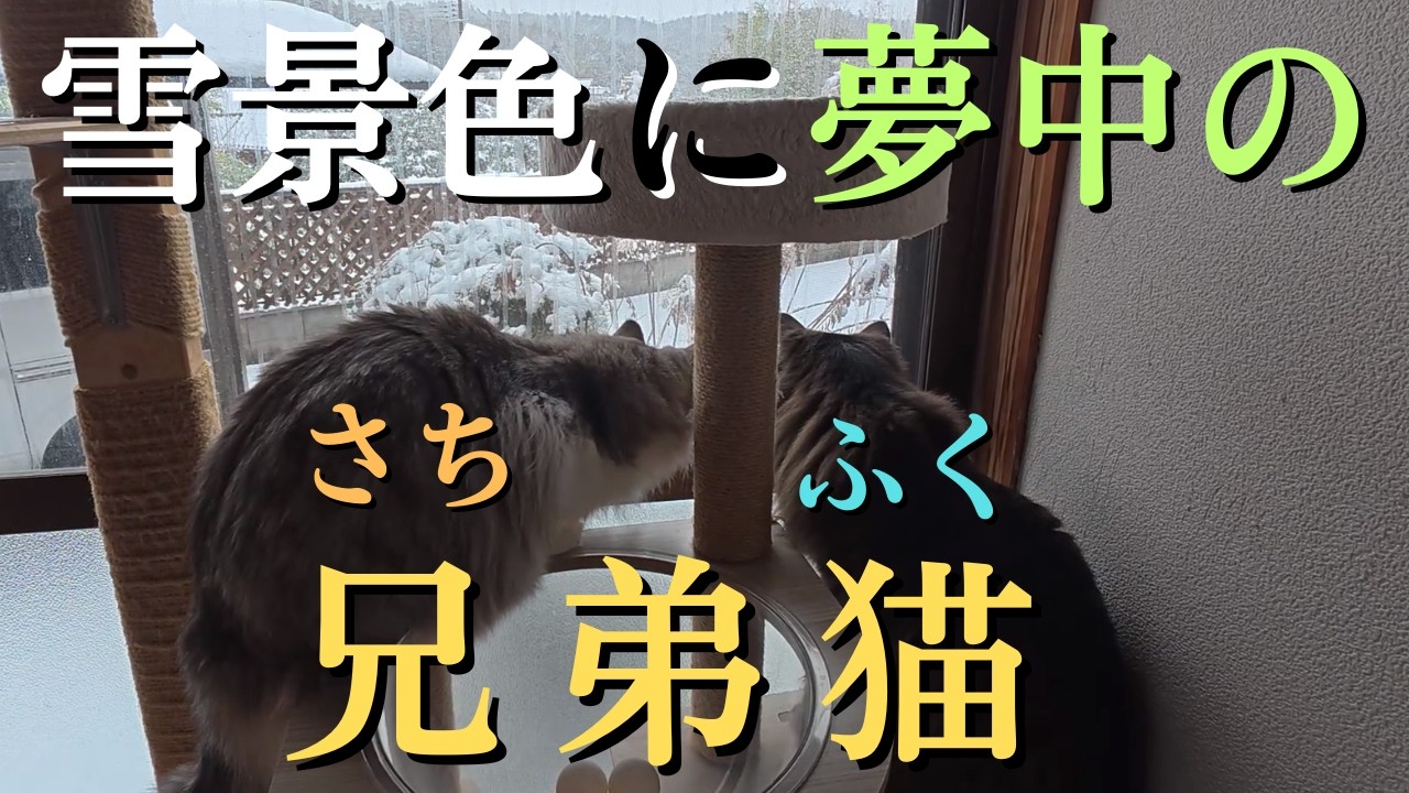【雪の日の猫の過ごし方】物珍しそうに雪景色を眺める『さち』と『ふく』