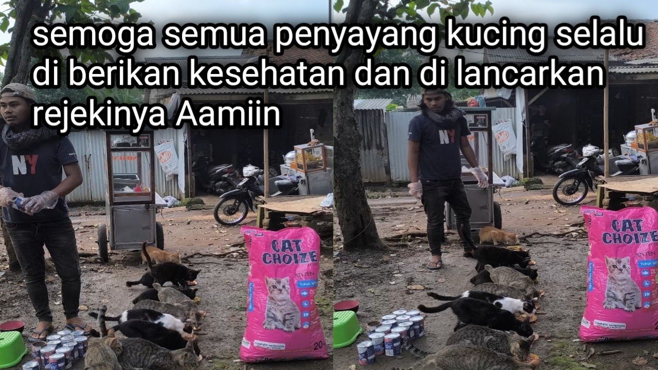 Dua hari yang lalu uang buat makan kucing di curi 
