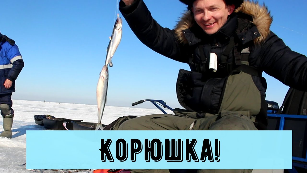 КОРЮШКА ФИНСКОГО ЗАЛИВА! МАЯК ТОЛБУХИН! МАМКИ ХОТЯТ ТЮЛЬКУ!