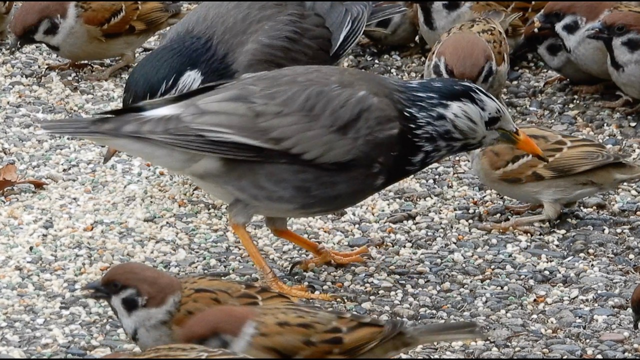 ムクドリ/Sturnus cineraceus 33_260226_不忍池