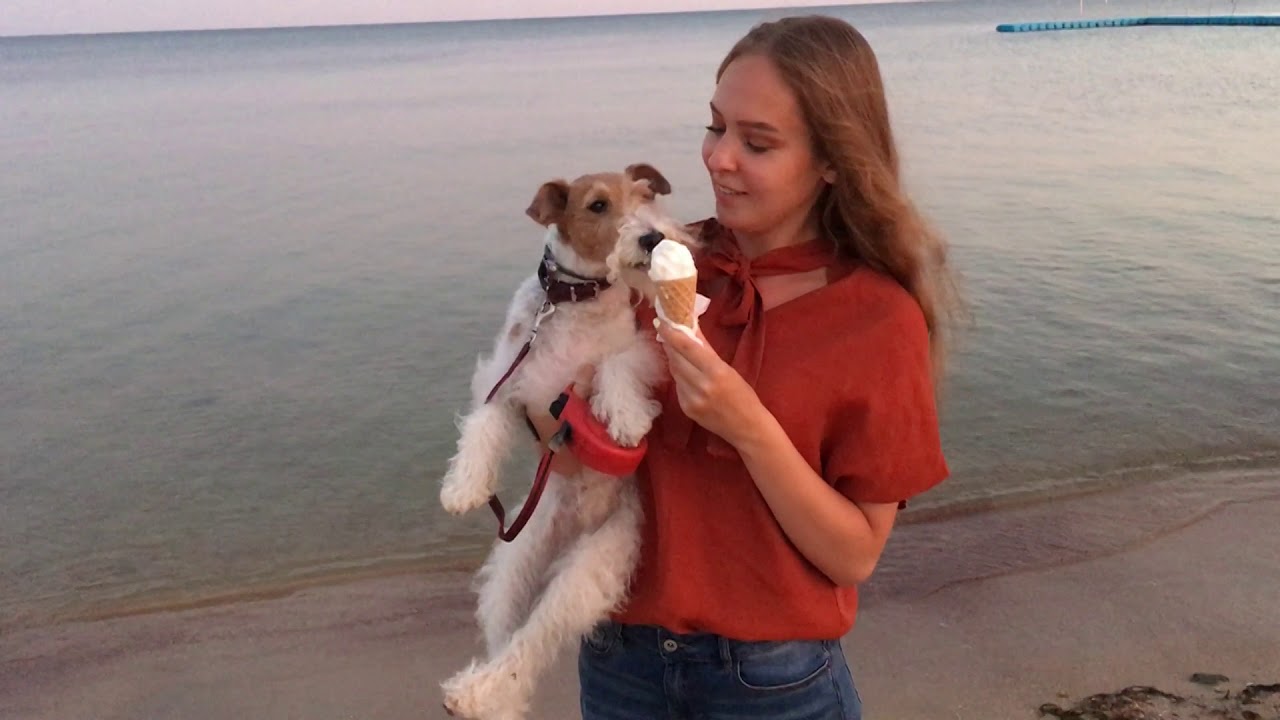 Fox terrier Taffy on vacation / Dog tricks / Фокстерьер Тэффи на каникулах