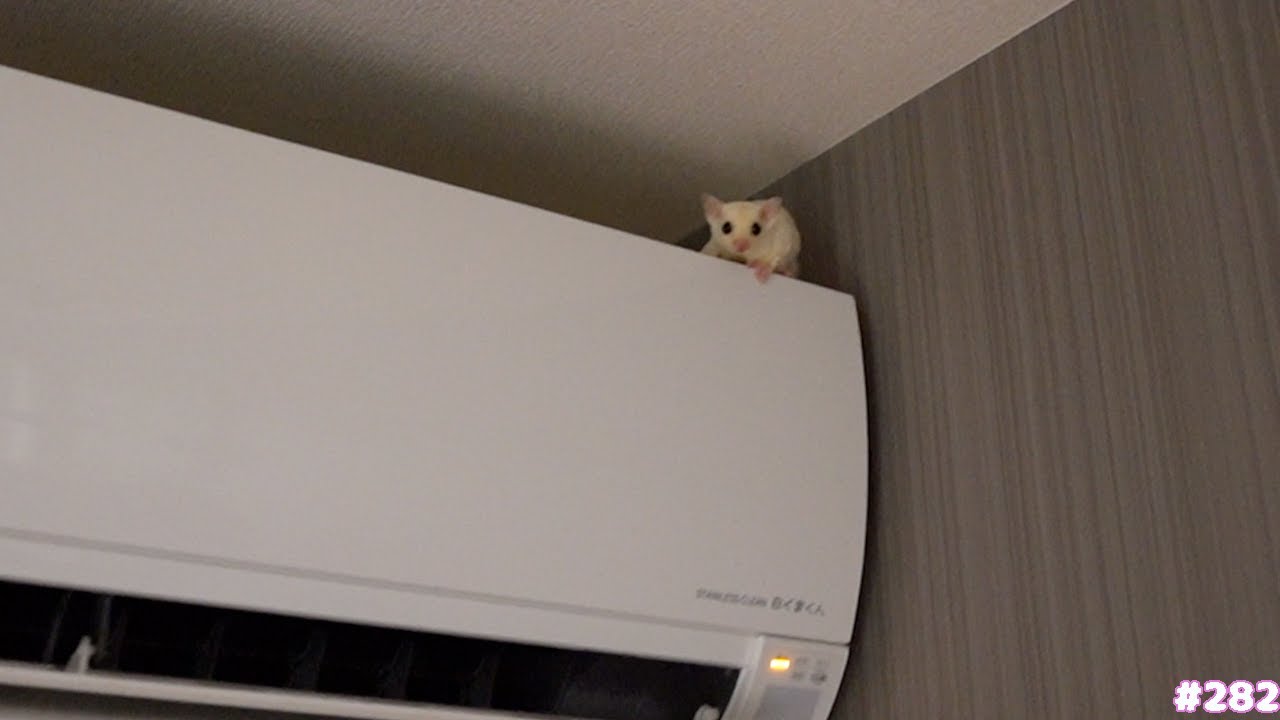 お願いだからエアコンの上は登らないでください
