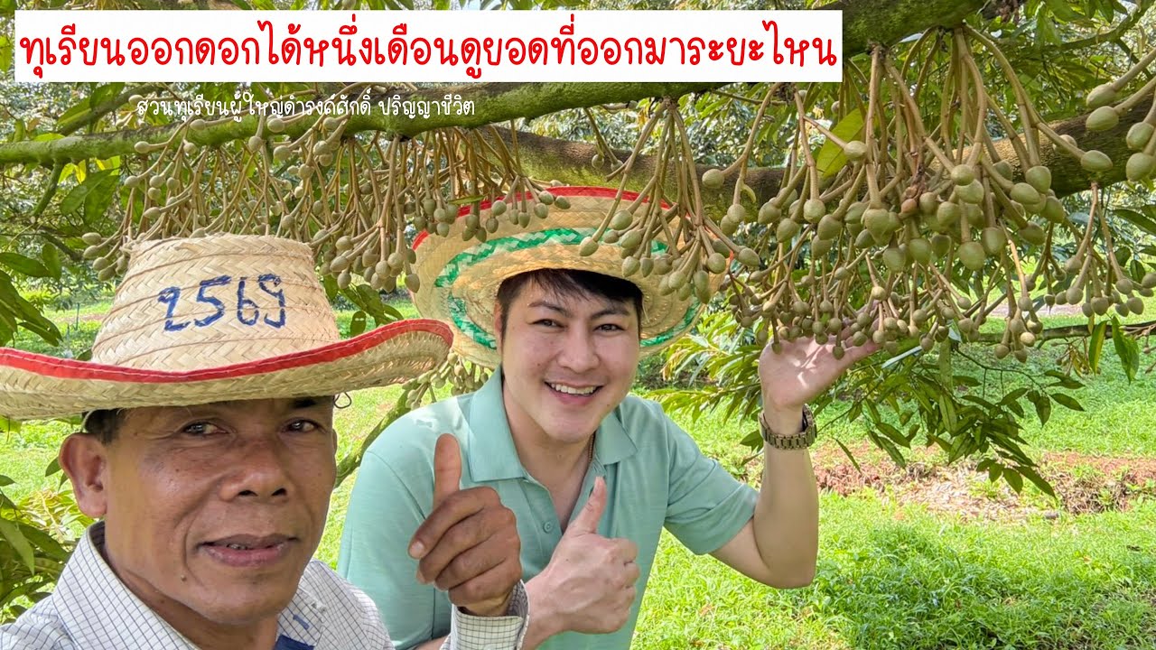 ทุเรียนออกดอกได้หนึ่งเดือนดูยอดที่ออกมาระยะไหน | EP.204