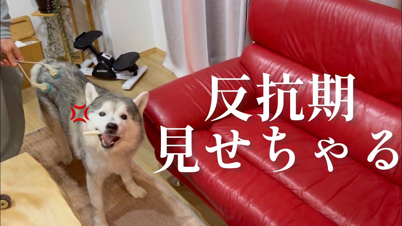 遂にボスであるママに反旗を翻し、吠えた挙句唸りまでおみまいするシベリアンハスキー