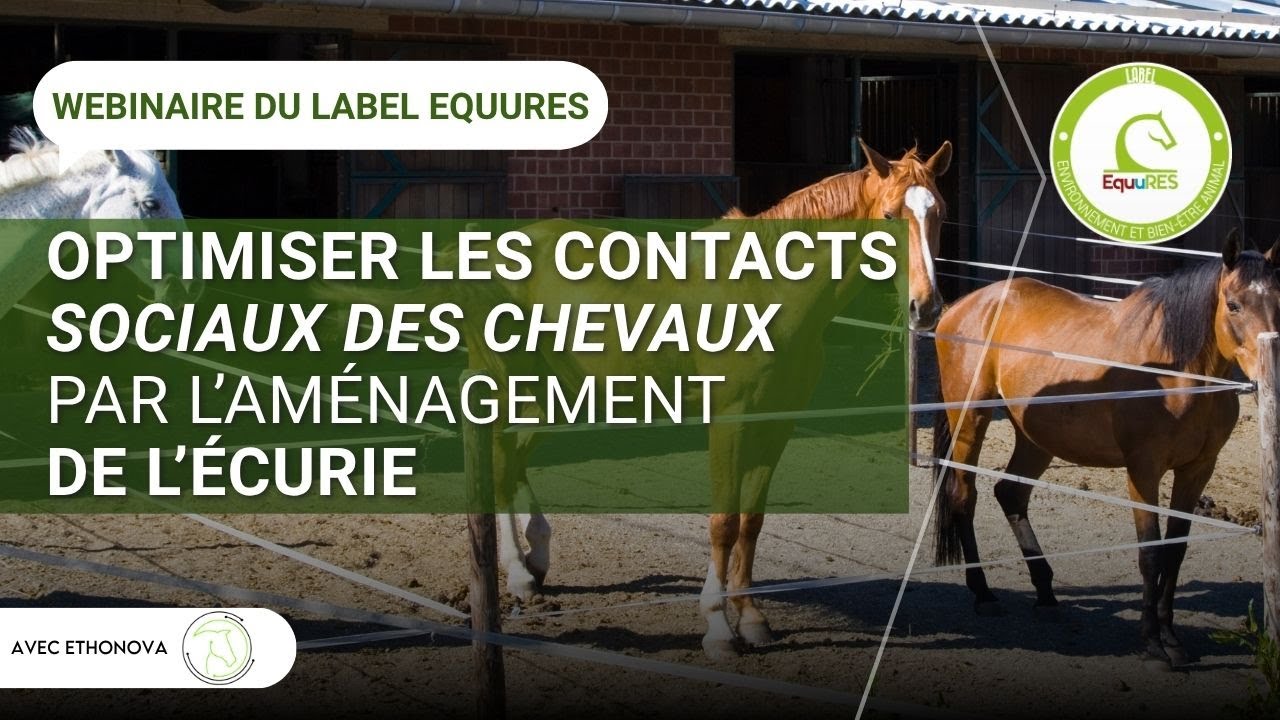 Webinaire - Optimiser les contacts sociaux des chevaux par l’aménagement de l’écurie