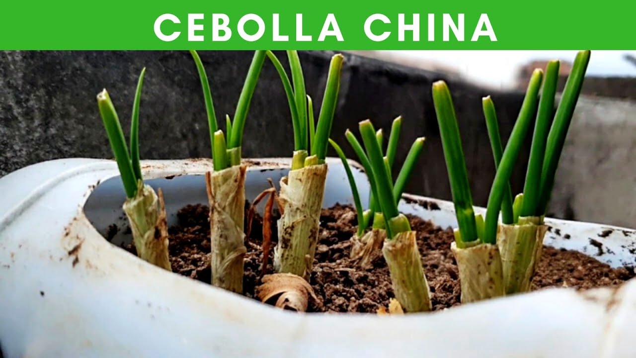 Sembrando CEBOLLA CHINA #Tutorial