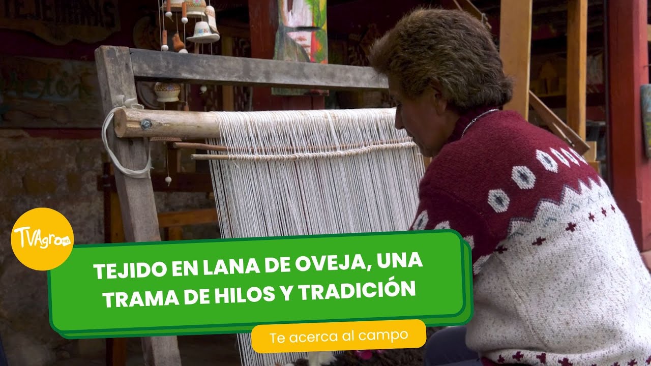 Tejido en lana de ovejas: Una trama de hilos y tradicción - TvAgro por Juan Gonzalo Angel Restrepo