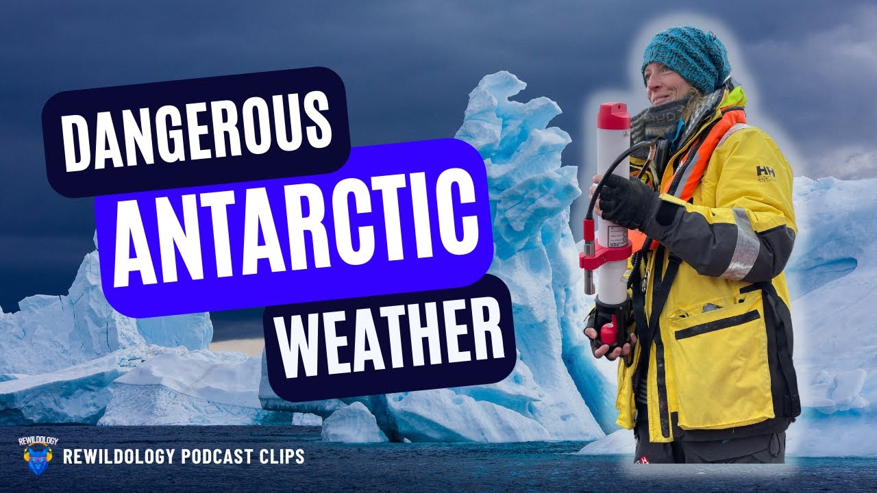 Dangerous Antarctic Weather with Allison Cusick | Rewildology Podcast Clips