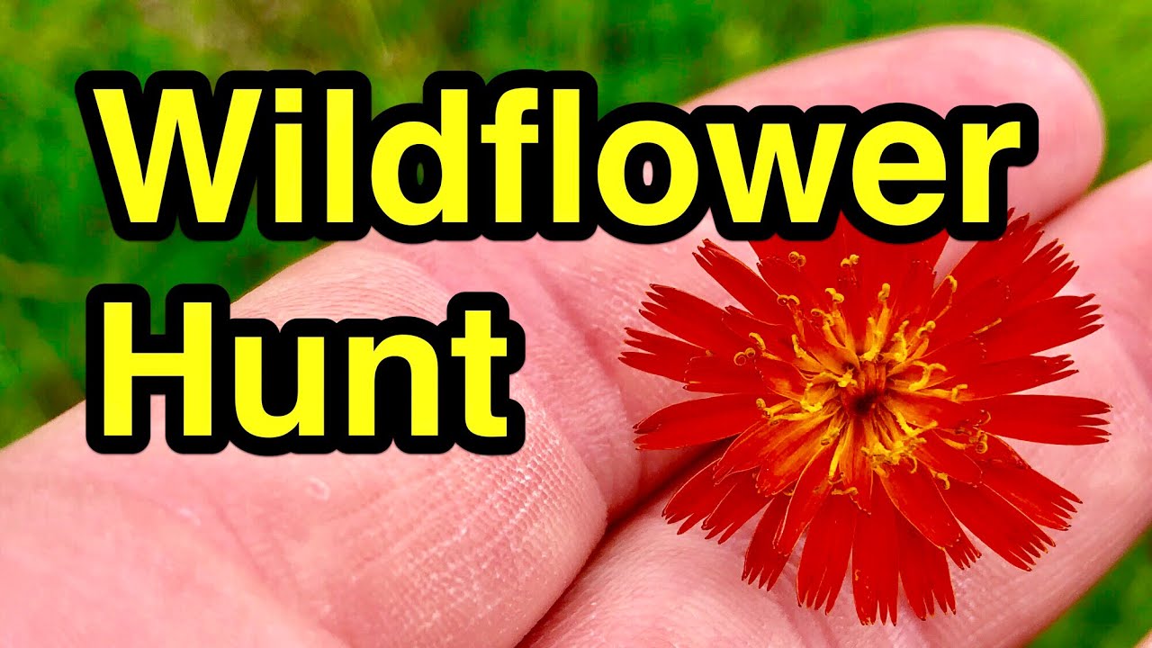 Hunting Common Wildflowers & Enjoying Life! (Experimental Video!)