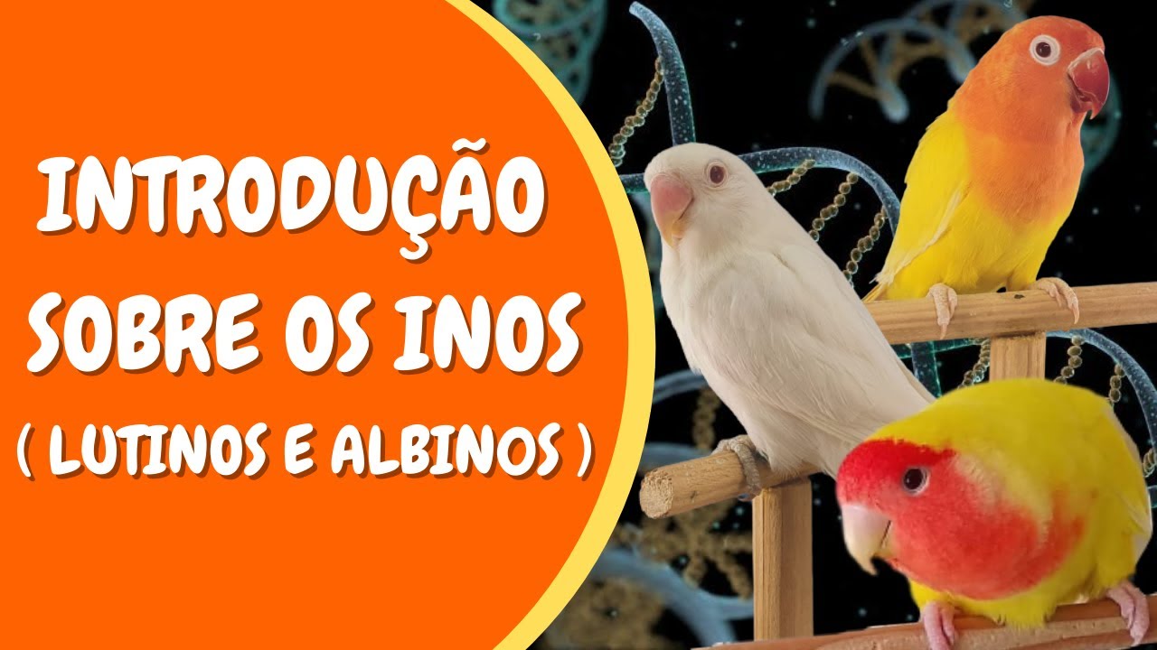GENÉTICA DOS AGAPORNIS - Mutações (INO)