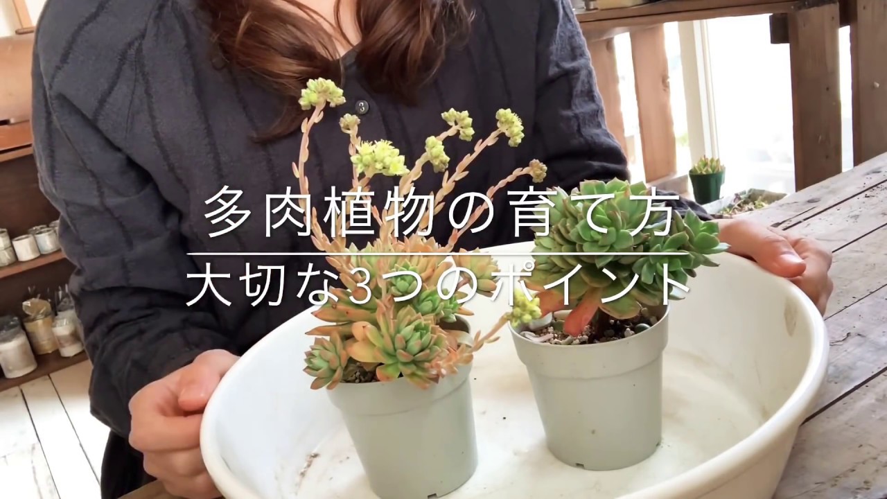 【初心者さん向け】多肉植物の育て方大切なポイント3つ！