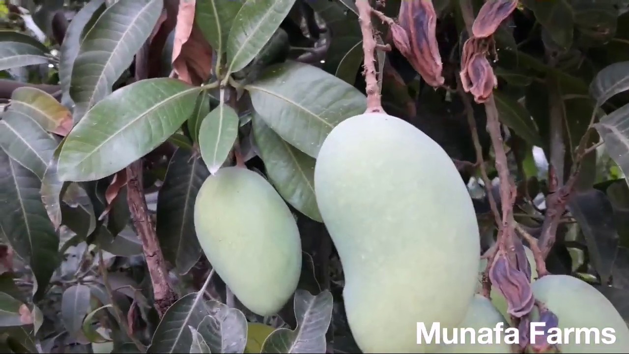 Mosami chaunsa mango variety|| sweet Taste|| best quality pulpy mango to eat.