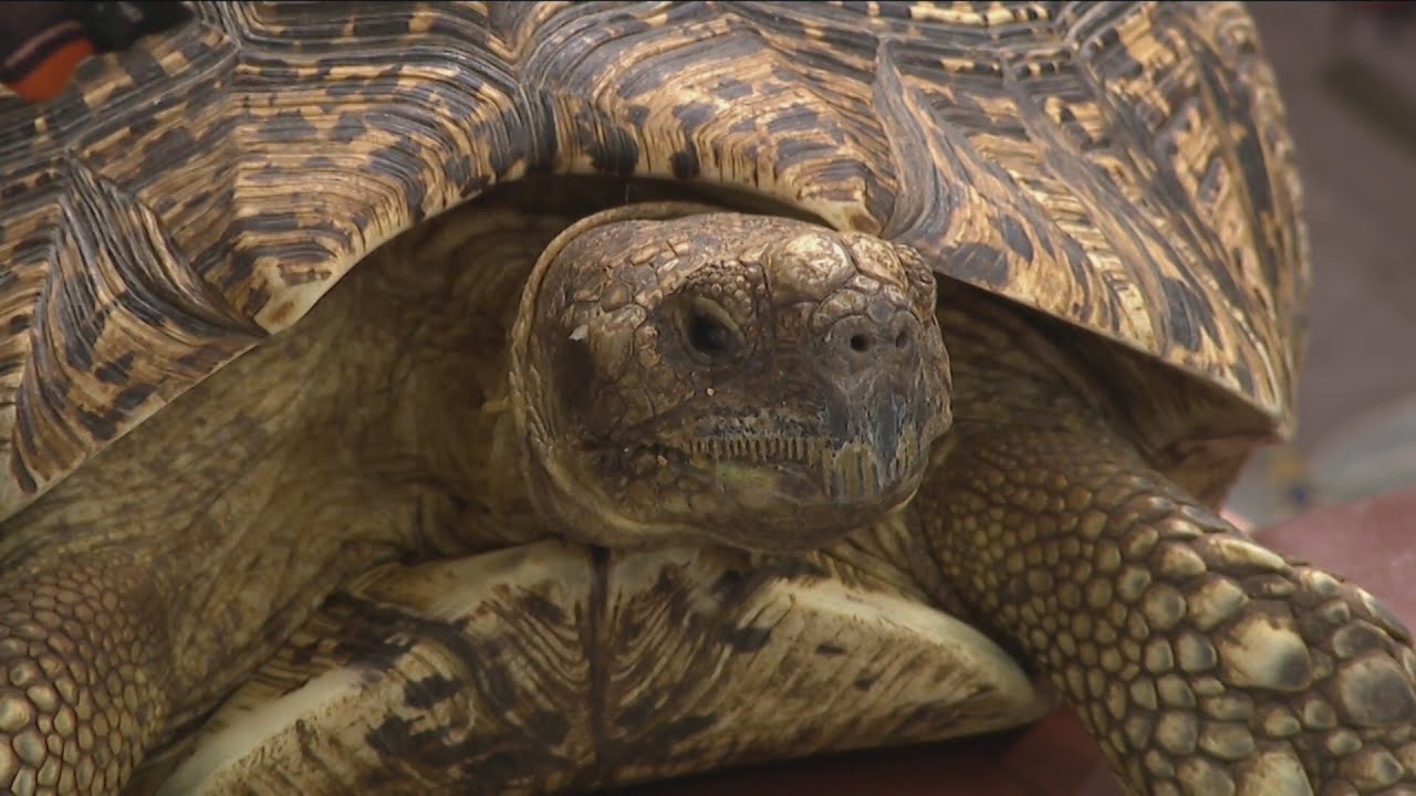 Silly Safaris: Tortoises Across the Globe Showcase - 2/27/26