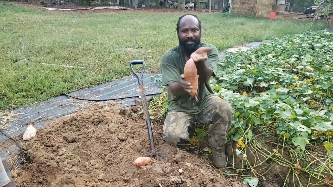 Let's Harvest Some Sweet Potatoes! (Part 1)
