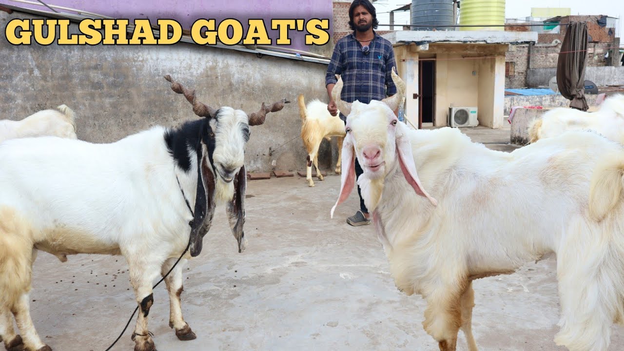 Jabardast Sikke Main Kota Bakre At Gulshad Goat's