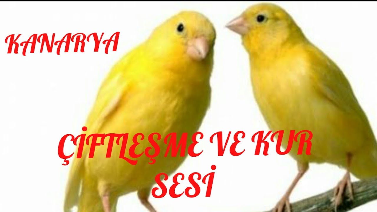 KANARYA ÇİFTLEŞME SESİ KESİN ÇÖZÜM (CANARY FARMING SOUND FINAL SOLUTION)