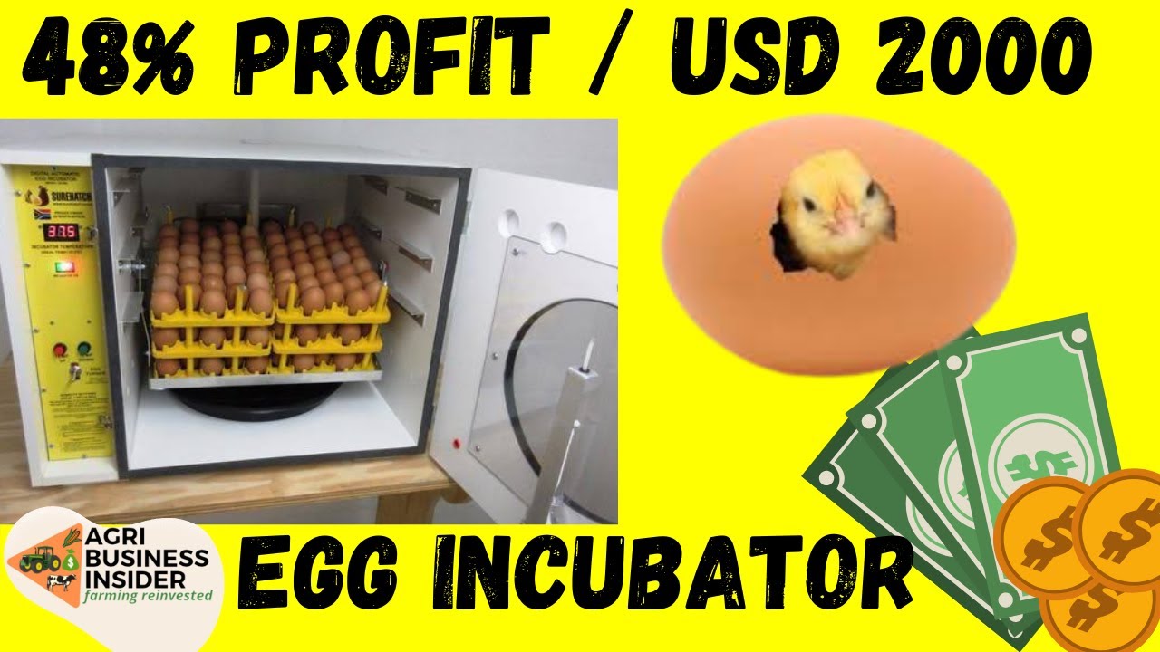 EGG INCUBATOR BUSINESS FINANCIAL PLAN ( SMALL HATCHERY AGRIBUSINESS IDEA ) | Profitable Agribusiness