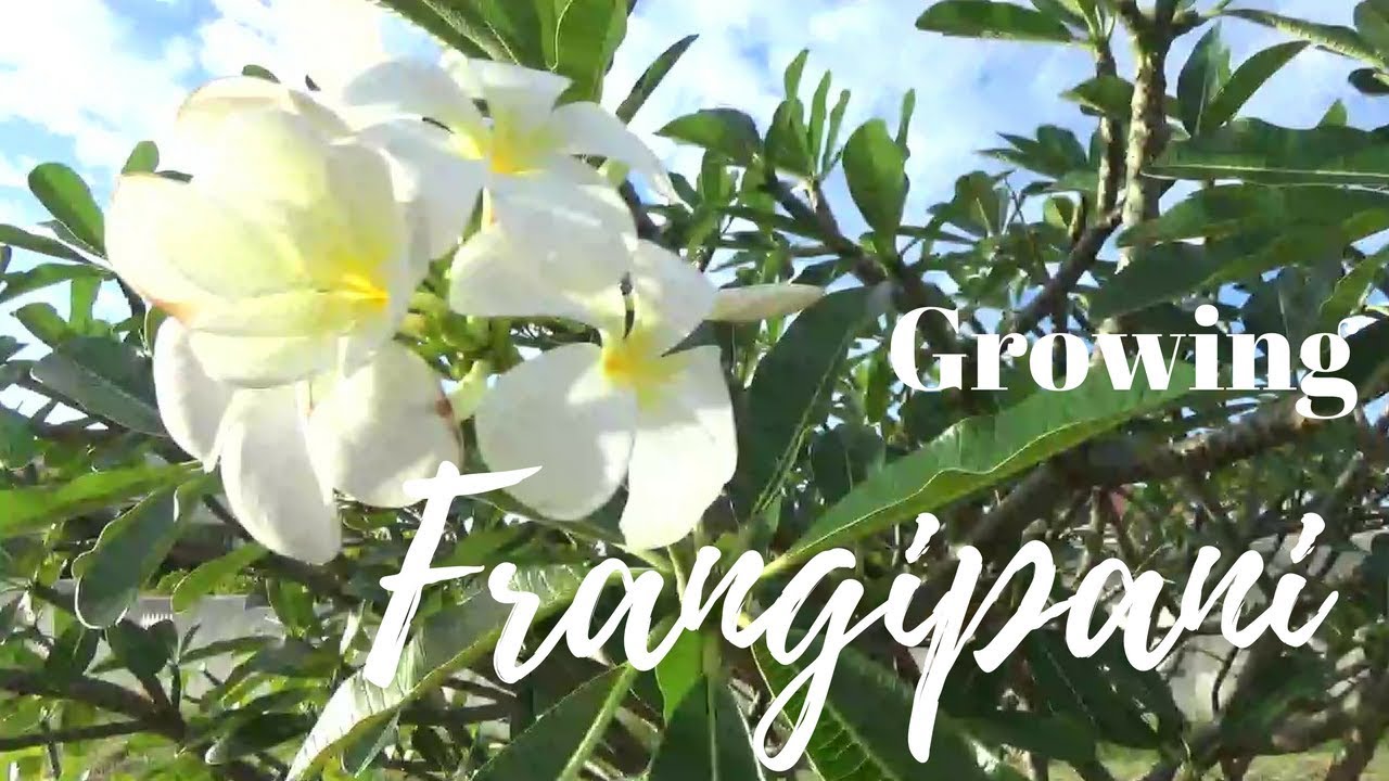 Frangipani Tree