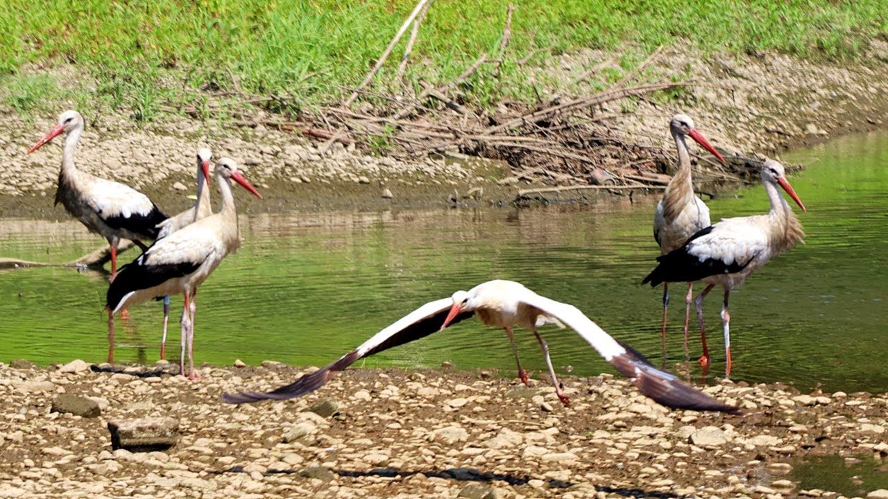 Shromaždi&scaron;tě č&aacute;pů na břehu řeky Odry | Gathering place of storks on the banks of the Odra River