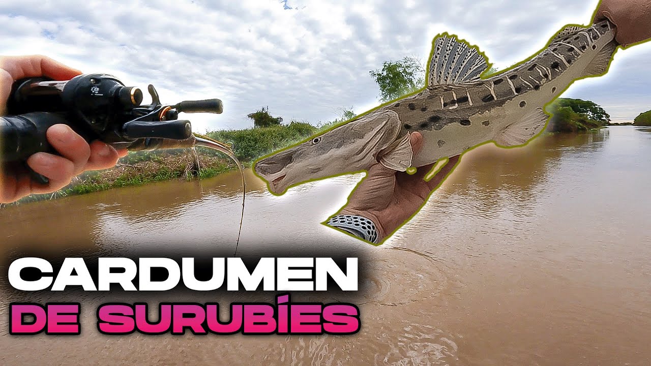 AGARRAMOS UN CARDUMEN DE SURUBIES AL  GARETE (Y ANCLADOS)