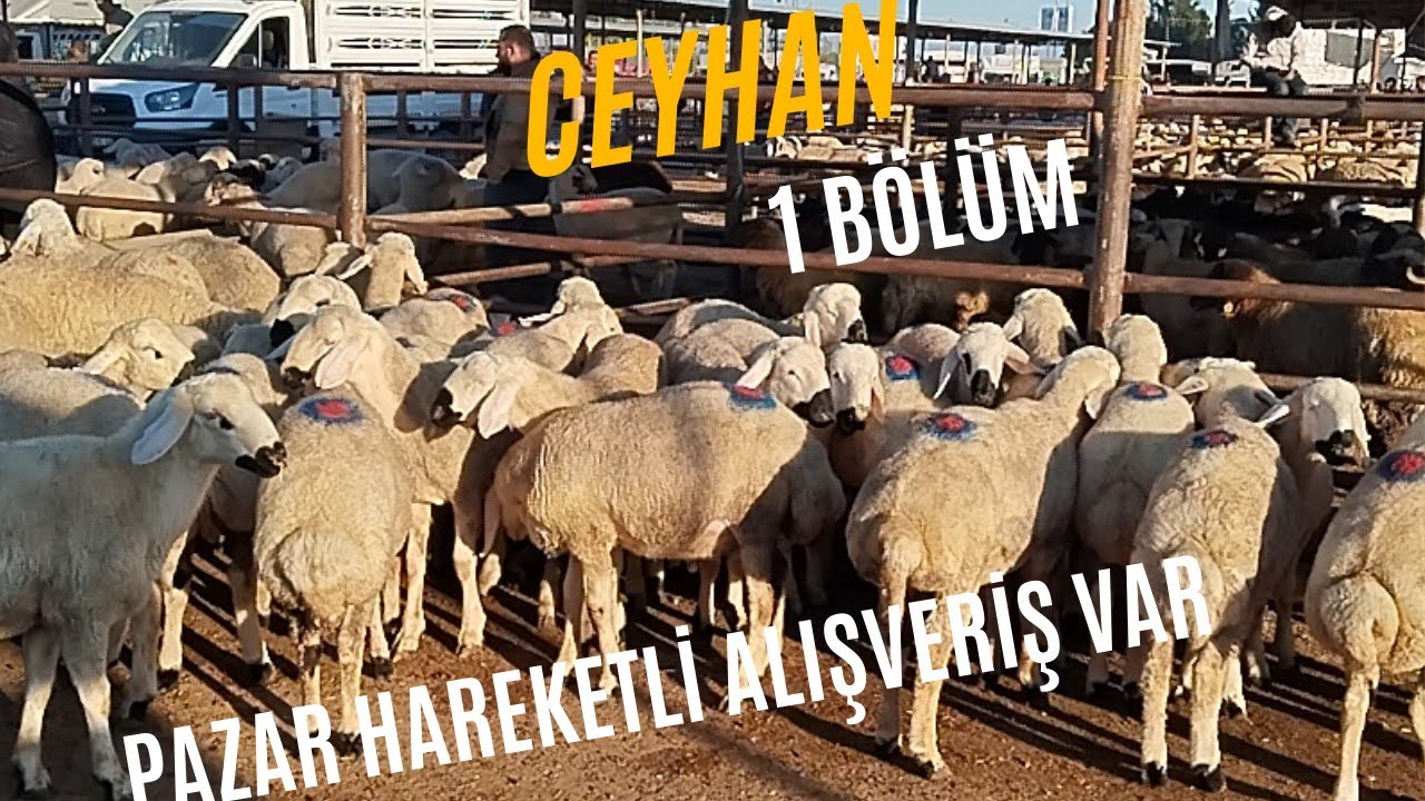25 EKİM 2024 CEYHAN KÜÇÜKBAŞ HAYVAN PAZARI#kuzu #koyunkuzu #adak #koyunculuk #hayvanpazari