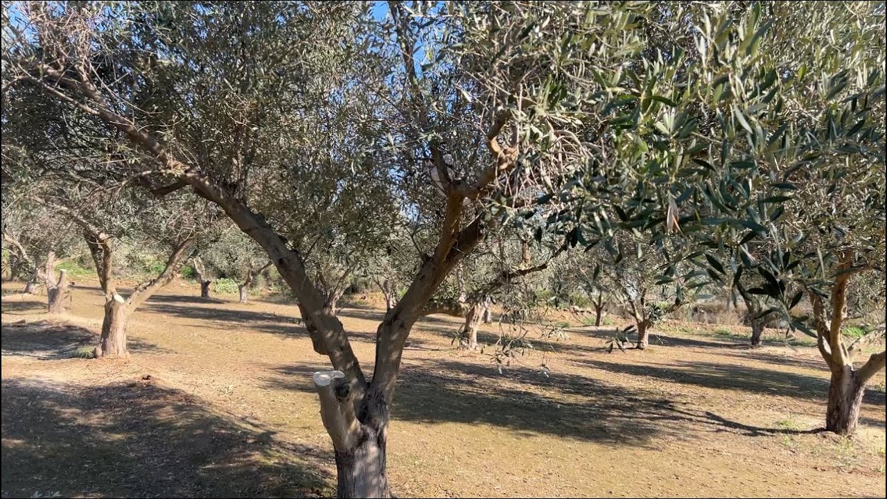 Abonando y cortando brazos de los olivos.