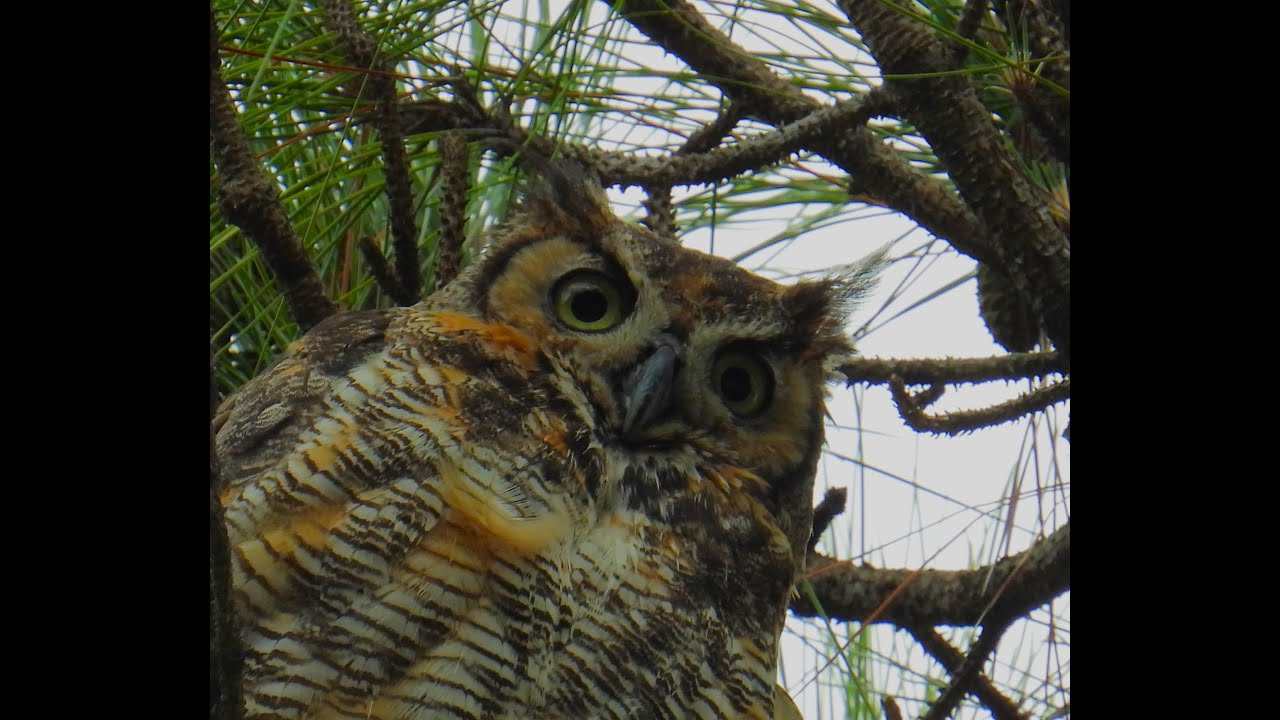 Great Horned Owl in Florida