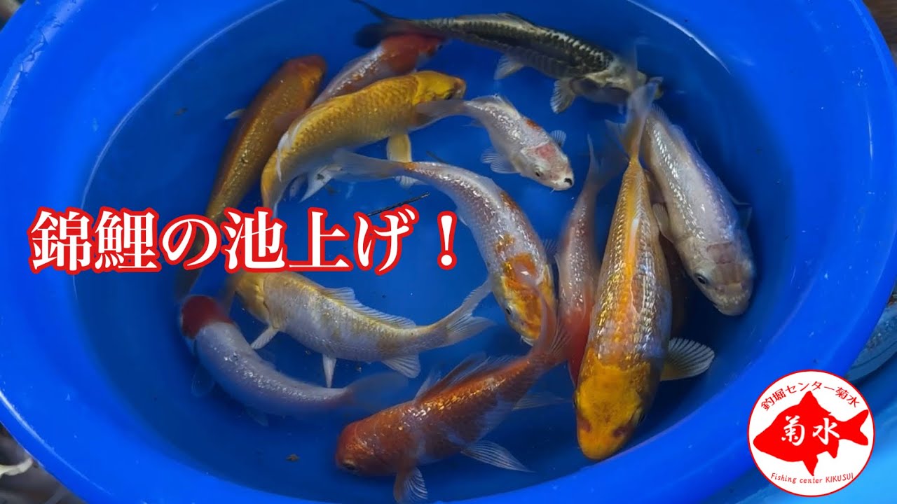 釣堀　菊水　錦鯉の池上げ！