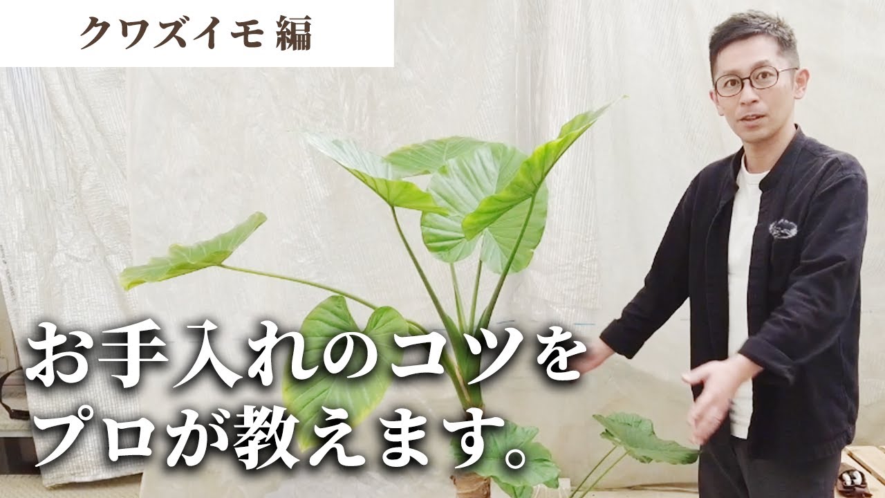 【観葉植物のプロが教える】クワズイモ 剪定のコツ！