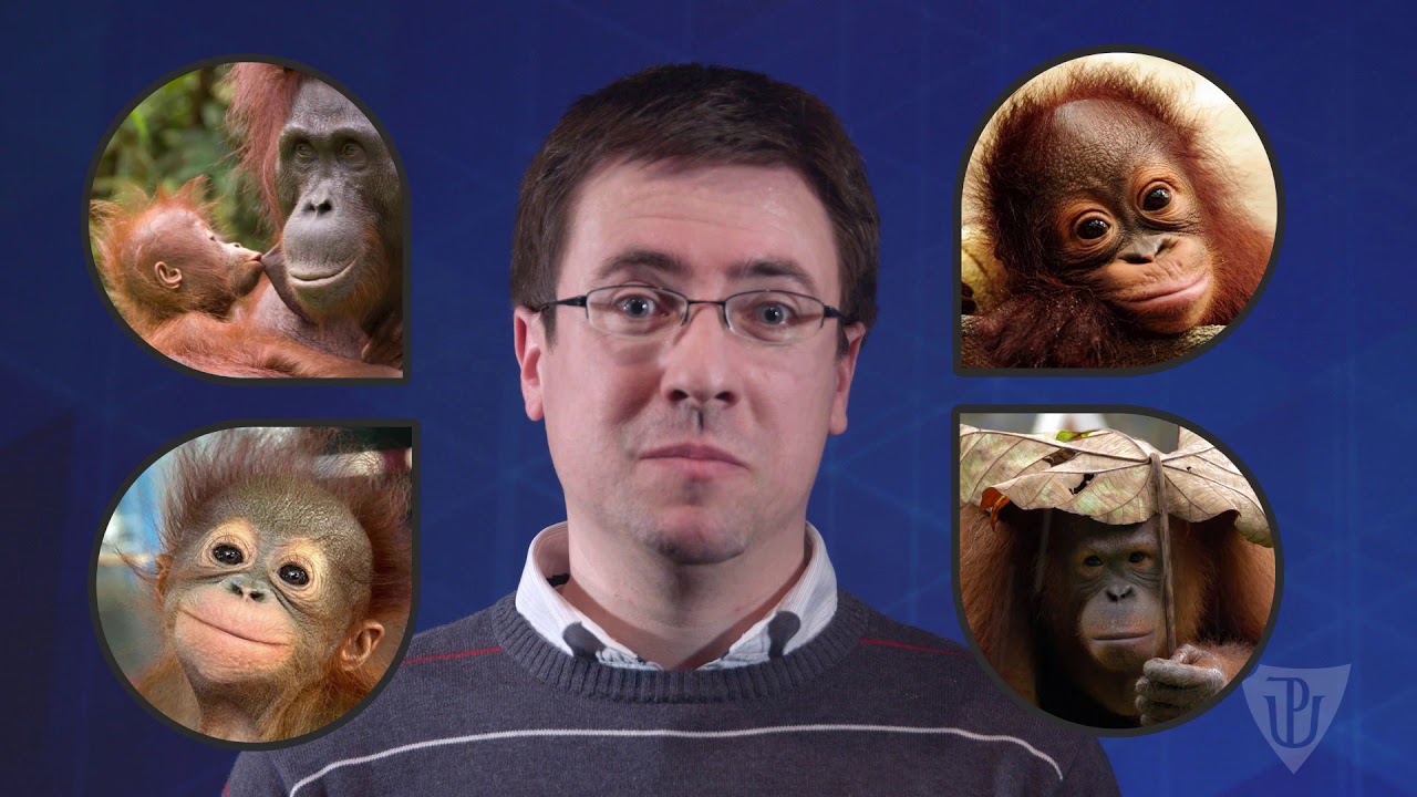 A15: Orangutan a robot - Ondřej Pokorný