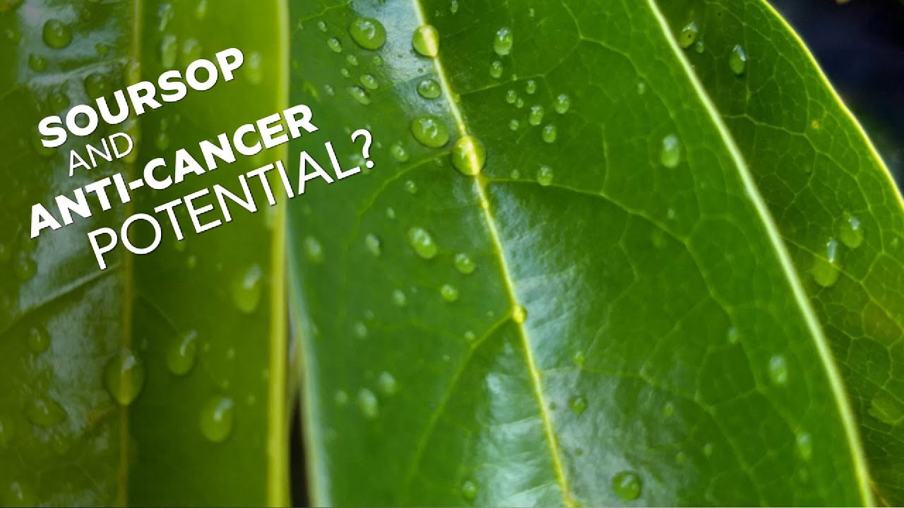 Soursop and Anti-Cancer Potential?