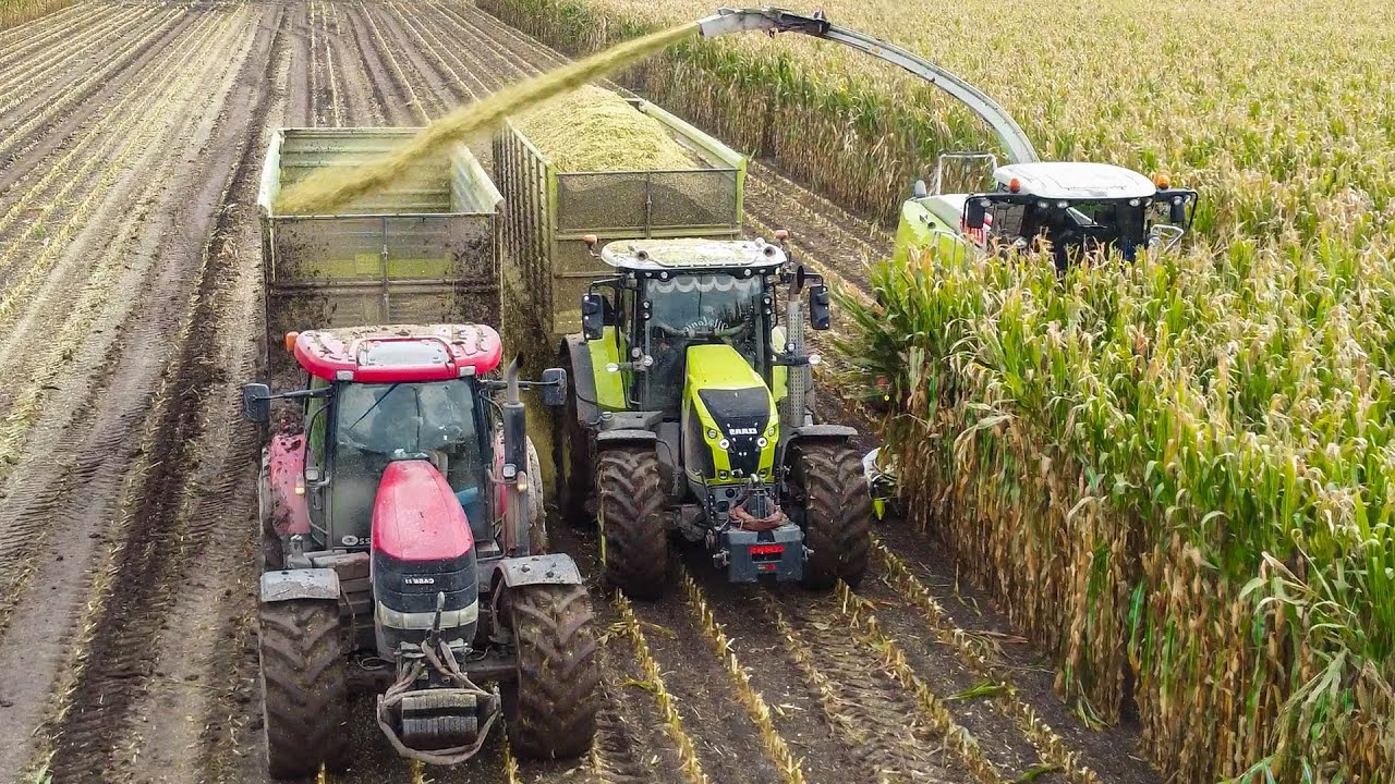 Mais Silage | Claas Jaguar 965 + Axion 150.000 + Case IH | Pleizier & Timmer | 2021