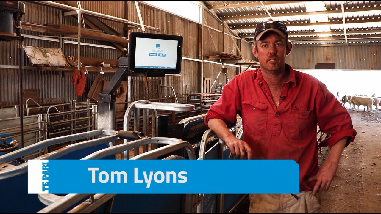 Tom Lyons Drafting Lambs With His New Racewell HD4 & T30 Scale