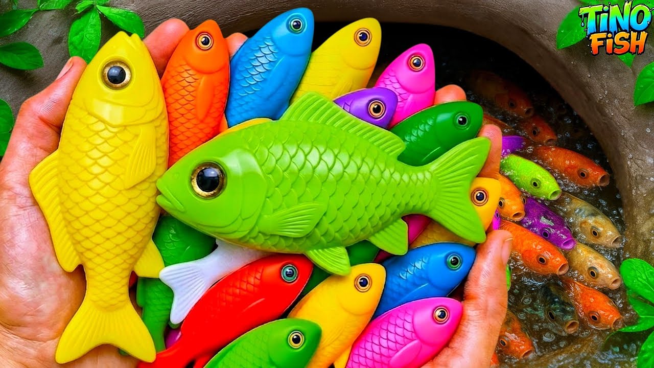 I get colorful ornamental fish in tiny pond, platy fish, pencil fish, glass fish, baby turtle, koi