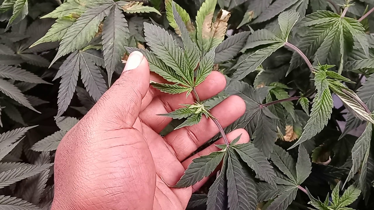 Magnesium deficiency what it look like