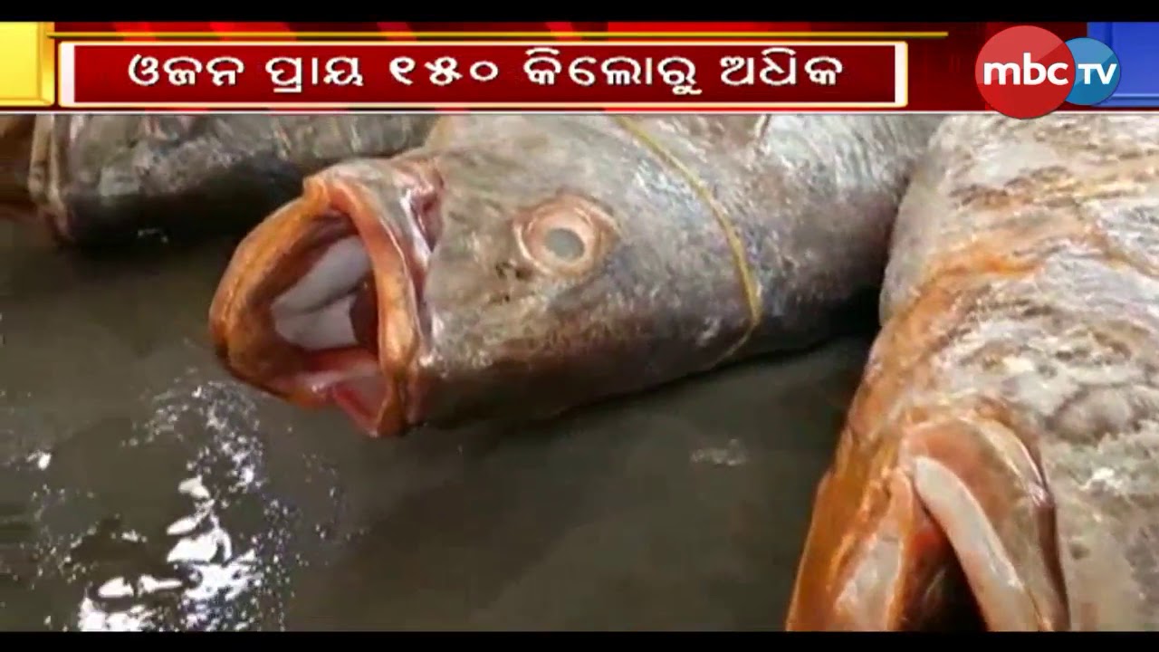 Rare Fish Captured, Weigh more than 150 kg|| MBCtv