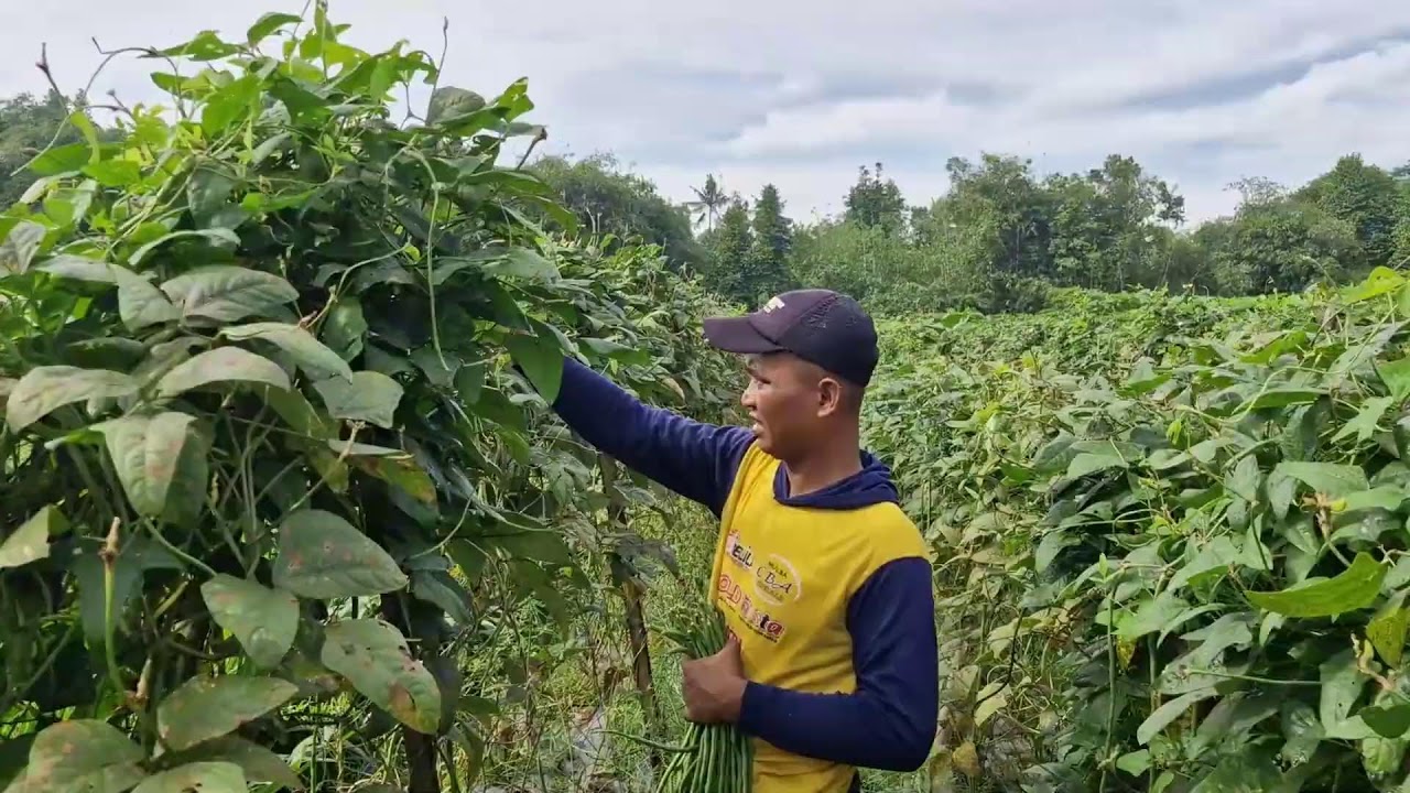 HANDS-ON HARVEST: QUICK AND SIMPLE LONG BEAN PICKING METHOD!-agriculture farming
