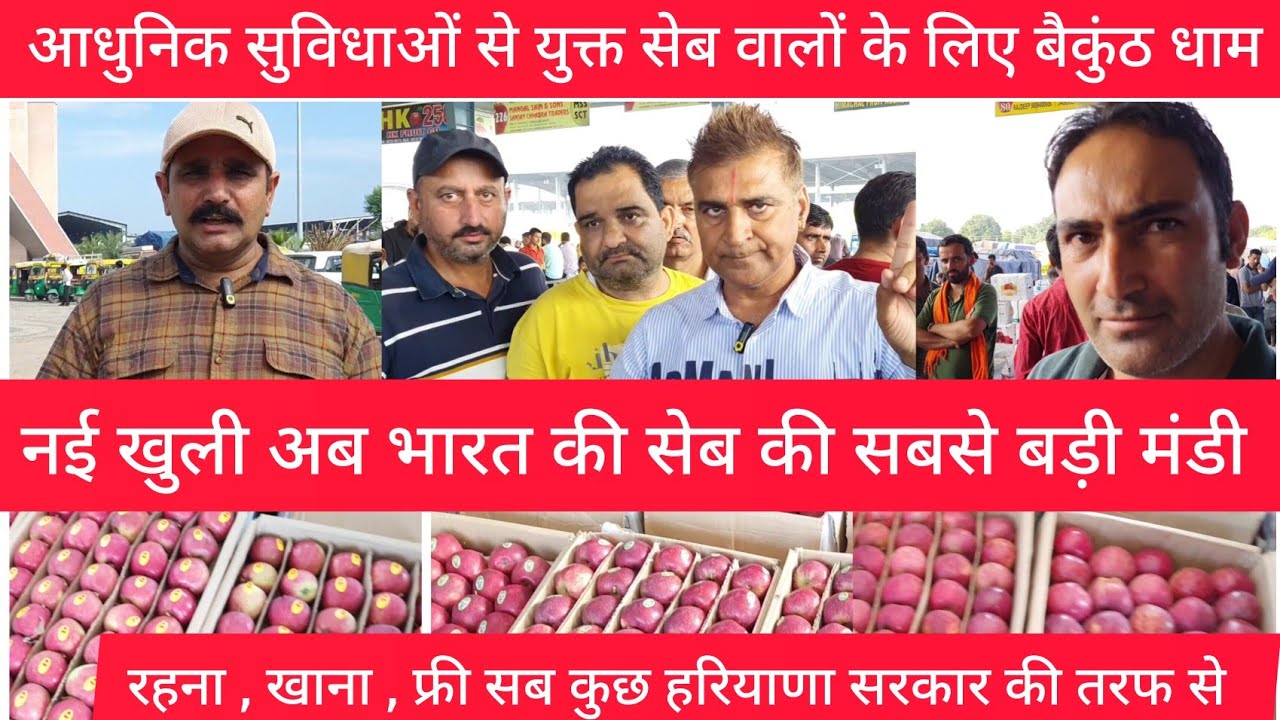 8 September 2024 पिंजौर HMT भारत की सबसे बड़ी सेब मंडी सेब वालो के लिए वैकुंठ है King Apple Market