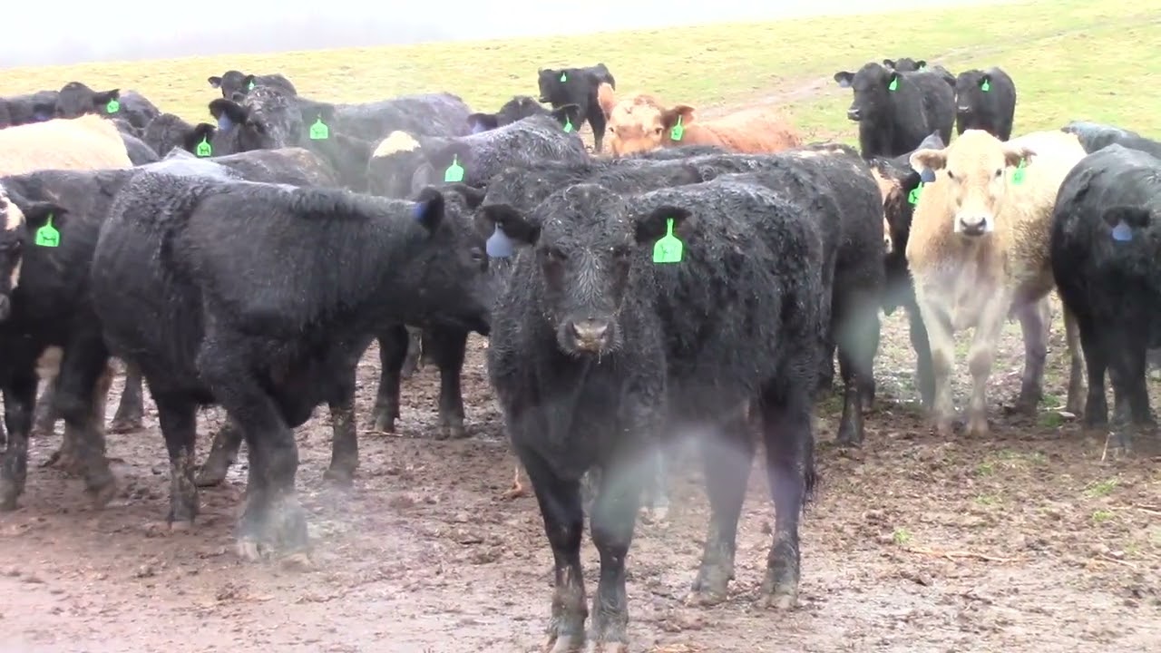 January Lot 26-11 Stockner Farms